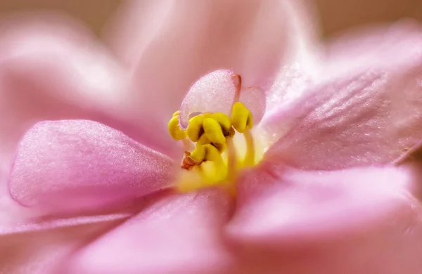 Charming violets close-up on a blurred background. — Stok fotoğraf