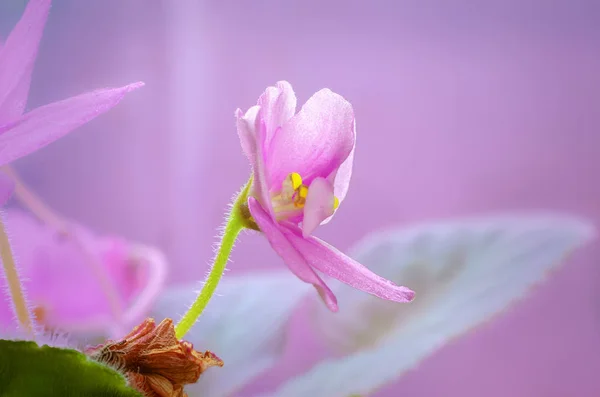 Charming violets close-up on a blurred background. 免版税图库照片