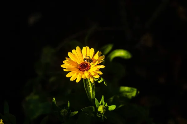 Uma Abelha Coleta Néctar Uma Flor Amarela Grama Verde Pólen — Fotografia de Stock