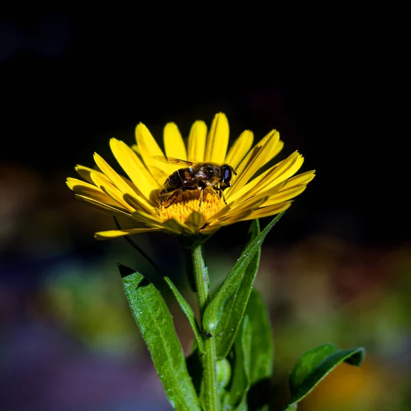 Una Abeja Recoge Néctar Una Flor Amarilla Hierba Verde Polen — Foto de Stock