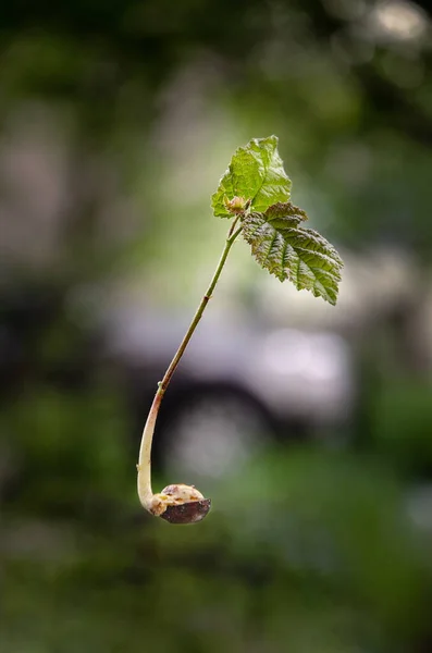 根や葉でヘーゼルナッツを発芽させ — ストック写真