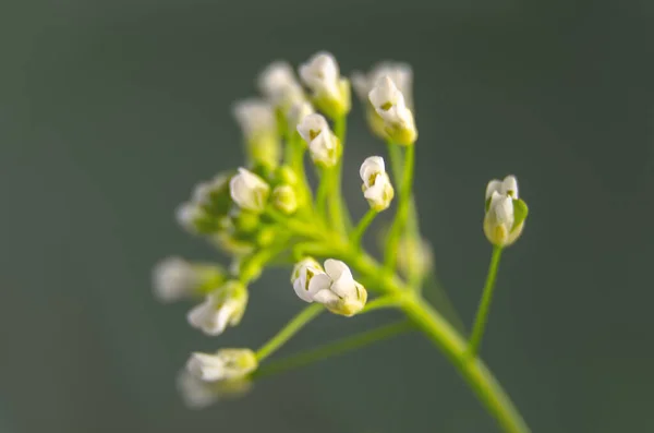 Дикі Квіти Різноманітному Тлі Природним Світлом — стокове фото