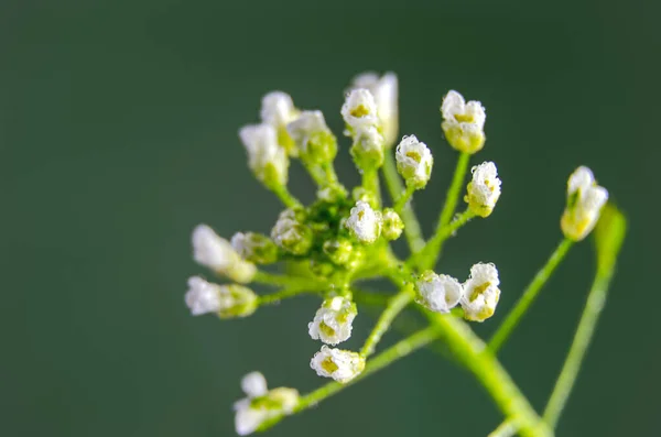 Fiori Campo Uno Sfondo Diversificato Con Luce Naturale — Foto Stock