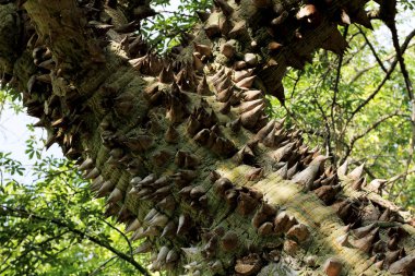 chorisia ağacının gövde