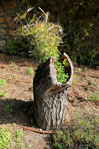 İkinci ömrü güdük