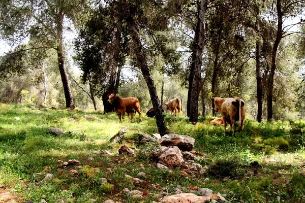 Коровы в лесу — стоковое фото