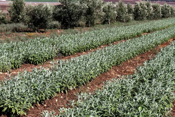 Tel Aviv 'de yayalar