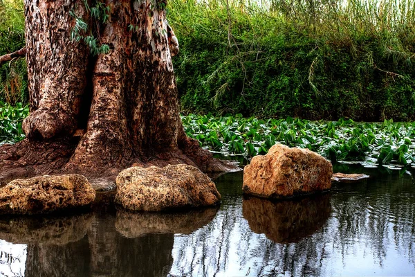 Ulusal parkta büyümüş gölet