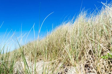 Mavi gökyüzü arka plan ile plaj tepeleri üzerinde Grasses