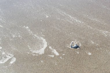 Deniz kabuklu kumsal.