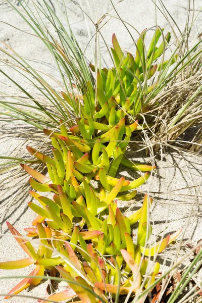 Plajda dunes üzerinde büyüyen etli bitki