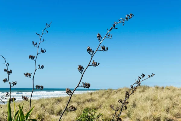 Flores de linho na praia — Fotografia de Stock