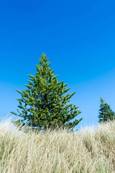 Norfolk pine trees at the beach Royalty Free Stock Images