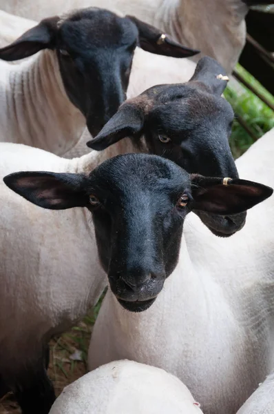 Suffolk karası taze yoksun — Stok fotoğraf