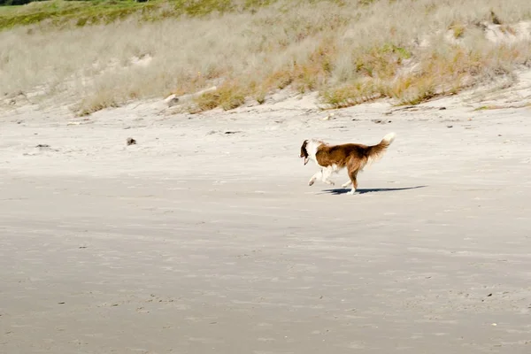Cão brincando na praia — Fotografia de Stock