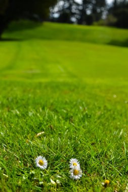 Yeni Zelanda Golf Sahası yeşil çimen