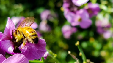 Arı polen bir ülke bahçesinde pembe akış toplama çalışma