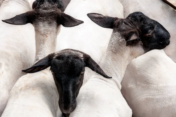 Ovelhas em jardas de cisalhamento depois de serem encurtadas — Fotografia de Stock