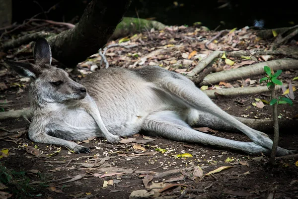 Canguro descansando en el arbusto completamente relajado — Foto de Stock