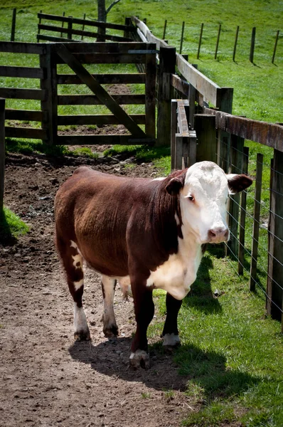 Бык Херефорд стоит во дворе на ферме — стоковое фото