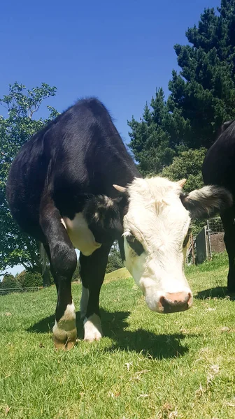 Steer gekruist met hereford en angus in de paddock — Stockfoto