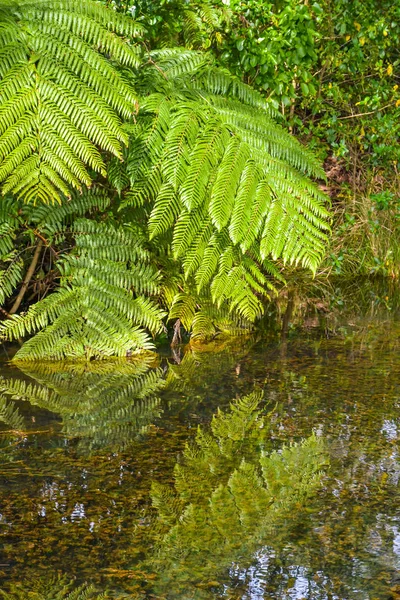 Yeni Zelanda Bush ve eğrelti otları