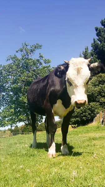 Steer crossed with hereford and angus in paddock — Stock Photo, Image