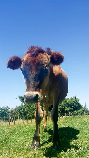 Cow ettåring jersey Kvigan i paddock — Stockfoto