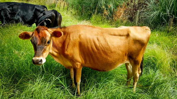 Junge Trikotfärse im Fahrerlager — Stockfoto