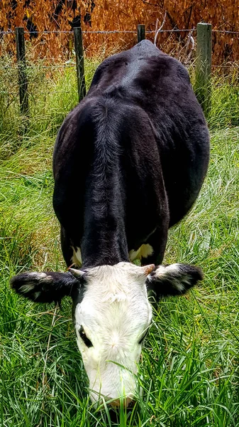 Ung Angus x steer äta betesmark — Stockfoto