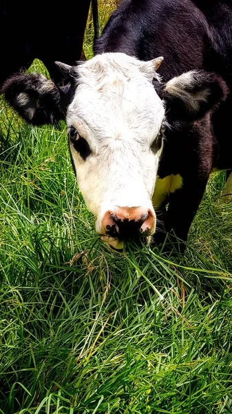 Joven Angus x novillo comer pastos — Foto de Stock