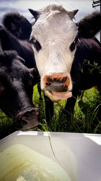 Kuh trinkt Wasser mit Tropfen und herausstreckender Zunge Stockbild