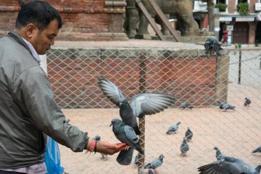 Katmandu, Nepal - 19 Eylül 2014: Patan Durbar Meydanı 'nın avlusundaki bir güvercine tahıl besleyen adam.