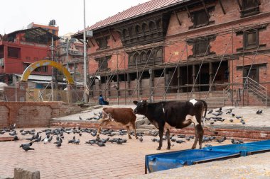 Katmandu, Nepal - 28 Ekim 2017 Pashupatinath tapınağının arka tarafında sığırlar.