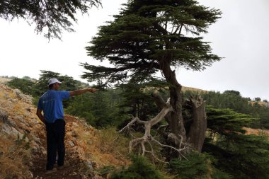 Arez Al Barouk, Lübnan - 22 Ağustos 2017: Barouk sedir ormanı işçisi el hareketi yapıyor.