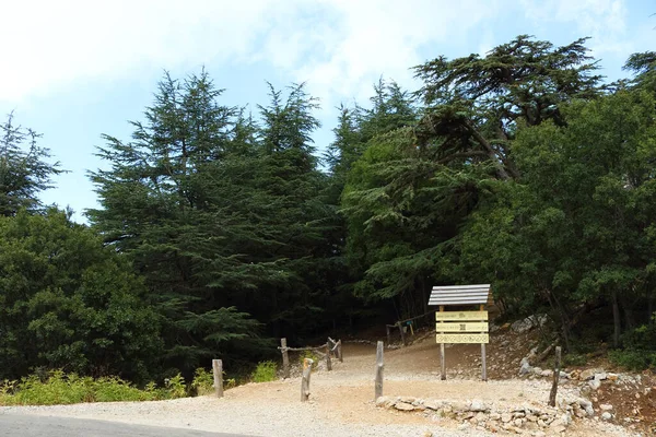 Arez Barouk Líbano Agosto 2017 Entrada Bosque Cedros Arez Barouk —  Fotos de Stock