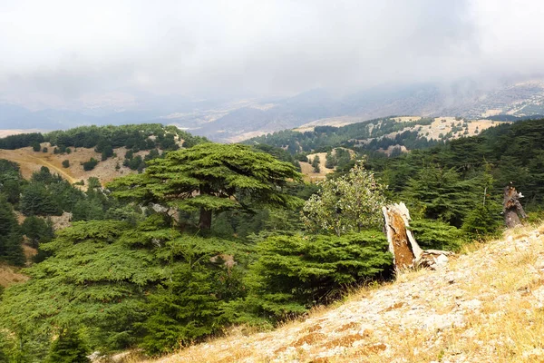 Krajobraz Libański Arez Barouk — Zdjęcie stockowe