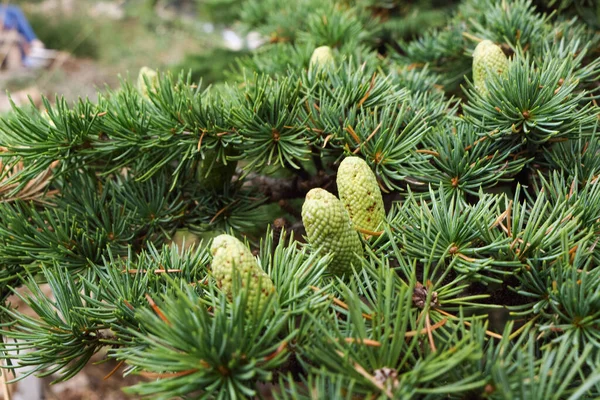 Close Foliage Cedar Trees — Stock Photo, Image