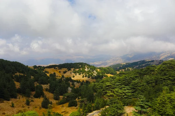 Lübnan 'daki Barouk Sedir Ormanı' nın sakin manzarası.