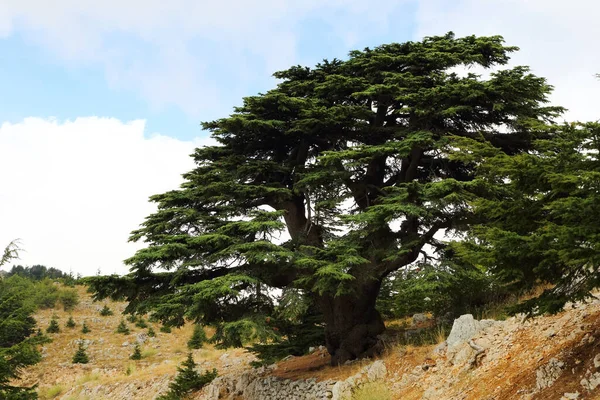 Spokojny Krajobraz Puszczy Cedrowej Barouk Libanie — Zdjęcie stockowe