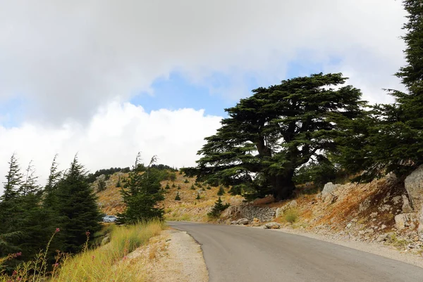 Arez Barouk Líbano Agosto 2017 Estradas Curvas Estreitas Reserva Cedro — Fotografia de Stock