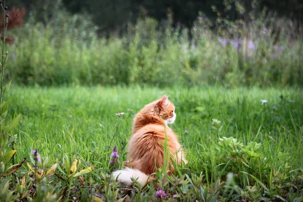 Parlak yeşil çimenlerin üzerinde mükemmel bir turuncu kedi 