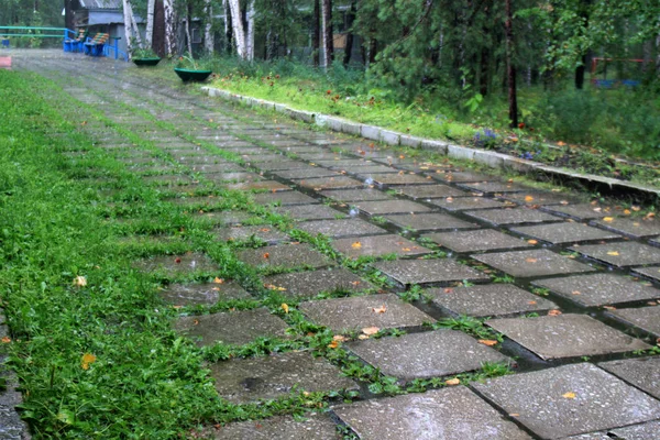 Regenachtige Zomerdag Helder Groen — Stockfoto