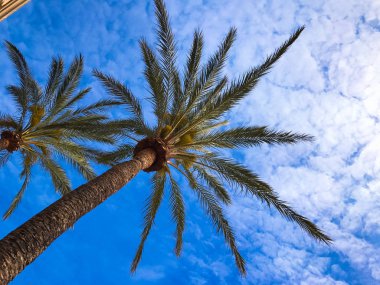 Tropik avuç içi ve gökyüzü