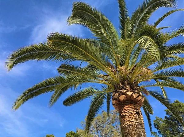 Tropik avuç içi ve gökyüzü