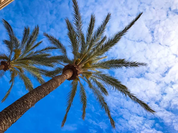 Tropik avuç içi ve gökyüzü