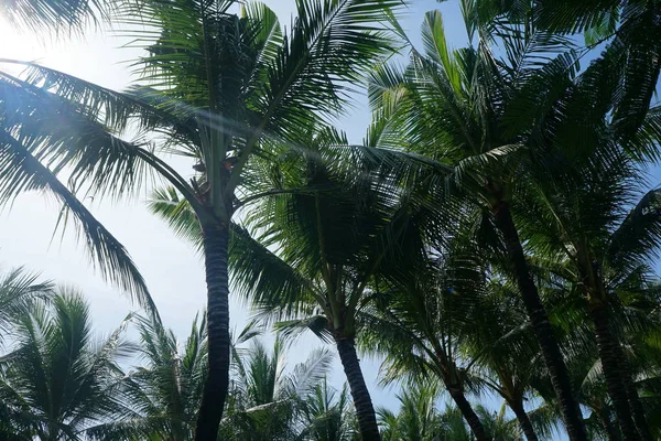 Tropik avuç içi ve gökyüzü