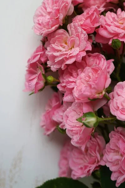 Kopya alanı ile beyaz arka plan üzerinde küçük gül