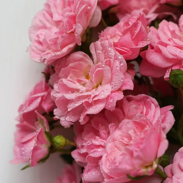 Su damlaları ile küçük gül