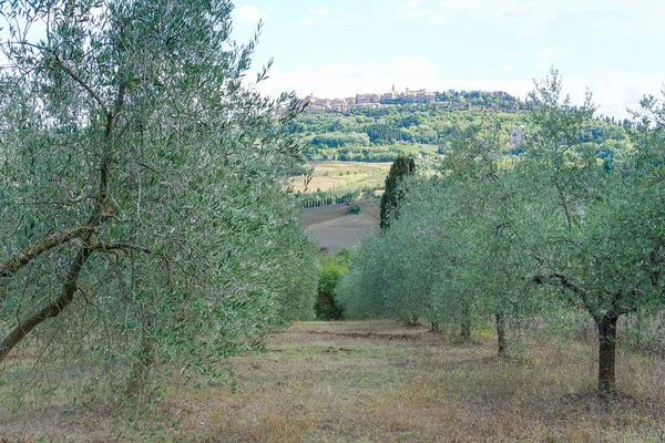 Zeytin ağaçları üst üste. Saç ekimi ve bulutlu gökyüzü, İtalya